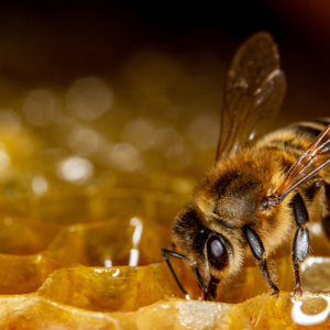 Wild Flowers (for the bees):