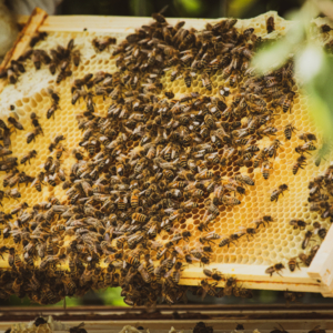 Beeswax Products